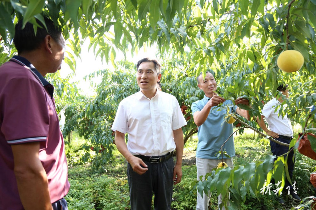 尹朝晖在下村乡调研黄桃销售工作时强调：拓宽销售渠道 提升品牌地位(图1)